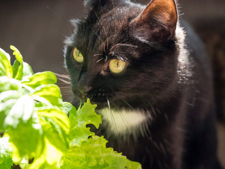 Black cat with yellow eyes eat fresh green salad. Domestic pets care