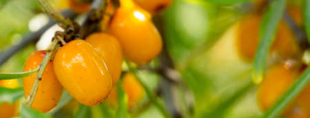 Branch of ripe orange sea-buckthorn berries. Hippophae rhamnoides - Medical plant. Social media banner or header.の写真素材