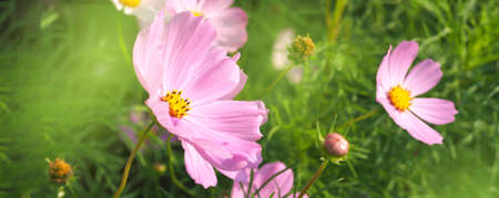 Beautiful cosmos flowers blooming in garden. Natural green background. Social media banner or header.の写真素材
