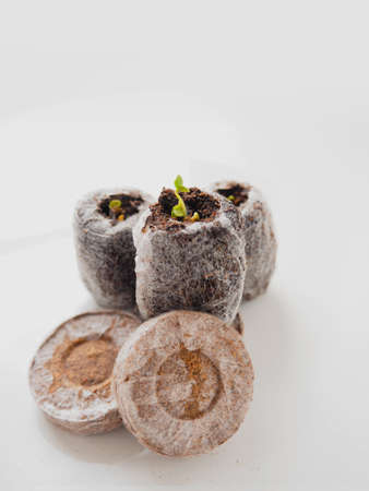 Young sprout in peat tablet on white background. Easy gardening concept.の写真素材
