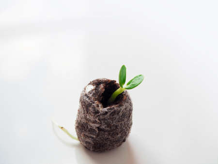 Young sprout in peat tablet on white background. Easy gardening concept.の写真素材