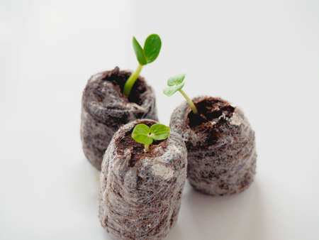 Young sprout in peat tablet on white background. Easy gardening concept.の写真素材