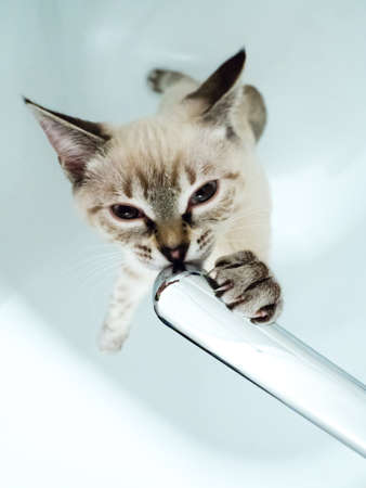 Beige thai cat with drinking water from the tap. Domestic pets life. Selective focusの写真素材