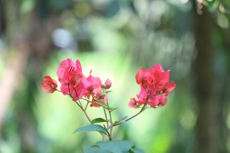 Bougainvillea ornamental vines, bushes, and trees belonging to the four o' clock family,...