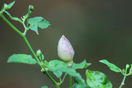 NuMex Twilight chile plant with fruit and budsの写真素材