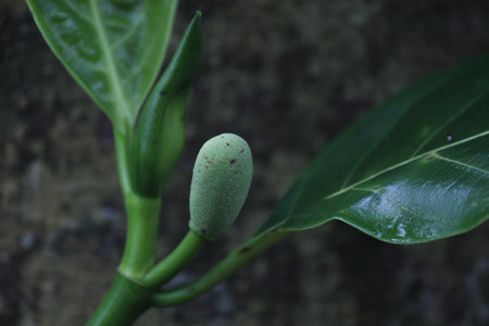 The jackfruit (Artocarpus heterophyllus), also known as jack tree, is a species of tree in the fig,...
