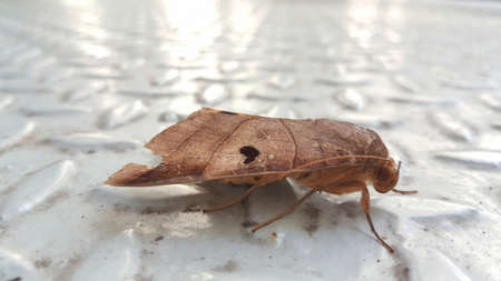 Butterfly on the dirty floor.の写真素材