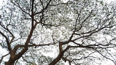 Rain Tree in the Parkの写真素材