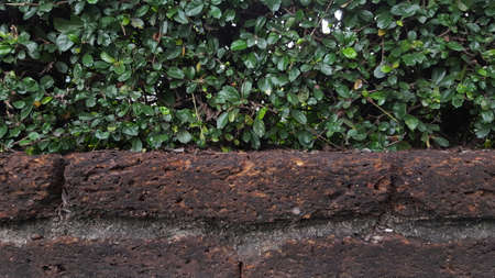 Brick and Tree.の写真素材