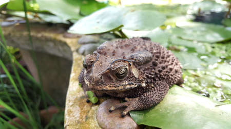 Close up front of toad on lotus leaf.の写真素材