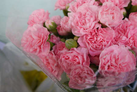 Pink carnation.の写真素材