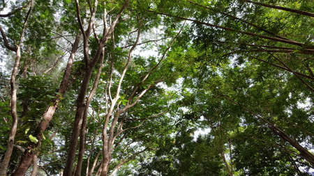 Big tree branch in the park.の写真素材