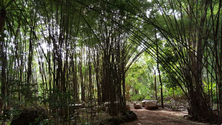 Bamboo in the park.の写真素材