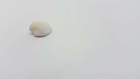 White Shell isolated on white background.の写真素材