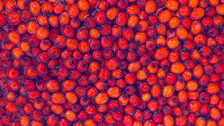 Full frame of rowan berries.