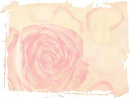 Delicate rose on grunge background. Texture and color processing.の写真素材