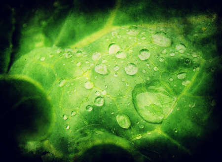 Grunge green leaf and water drops, design in grunge and retro style.の写真素材