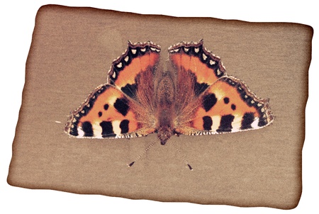 Vintage paper with colorful butterfly background, textureの写真素材