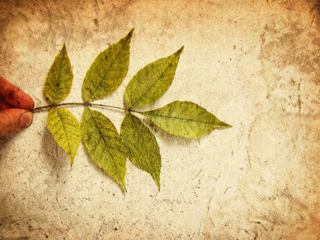 Grunge Leaves Abstract Background, Textureの写真素材