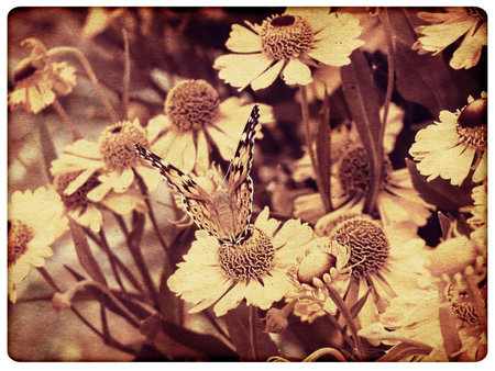 Abstract vintage background with colorful butterfly, texture