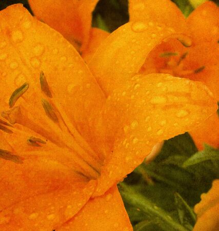 Old grunge texture with a lily. Old postcard, design in grunge and retro style.の写真素材