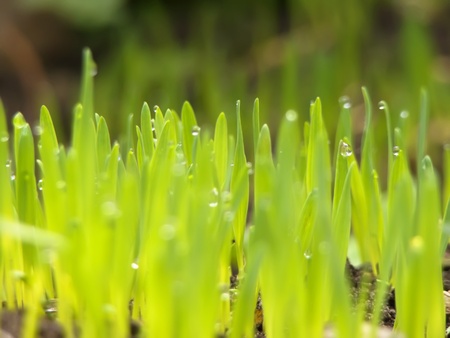 Background of green grass with earthの写真素材