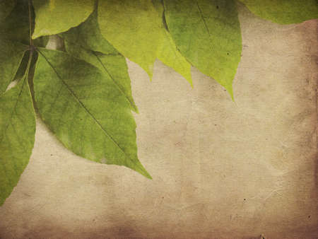 Green leaves on old grunge antique paper textureの写真素材