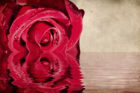 Illustration of rose reflected in water vintage backgroundの写真素材
