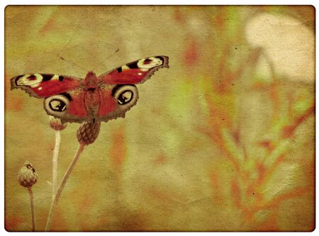 Abstract vintage background with colorful butterfly, textureの写真素材