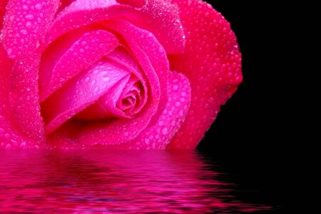 Rose reflected in waterの写真素材