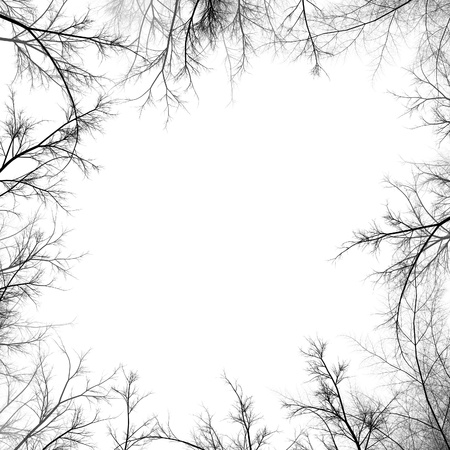 Illustration of tree branches isolated on the white backgroundの写真素材