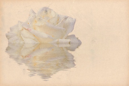 Illustration of rose reflected in water vintage backgroundの写真素材