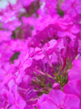 Painted pink  flowers summer background.の写真素材