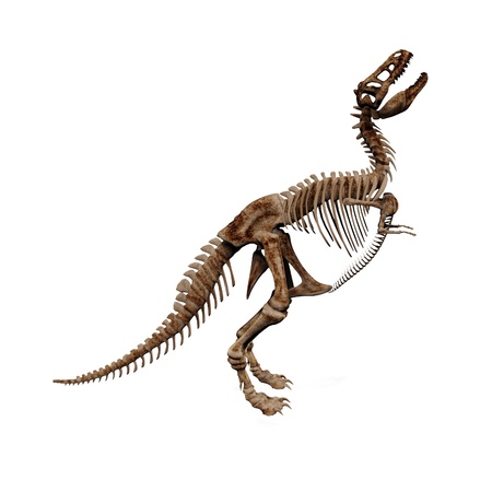 Rendering of t-rex skeleton on white background の写真素材
