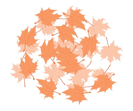 Illustration of colorful autumn maple leaves on white.のイラスト素材