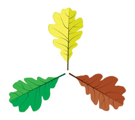 Illustration of colorful oak leaves on white background.のイラスト素材