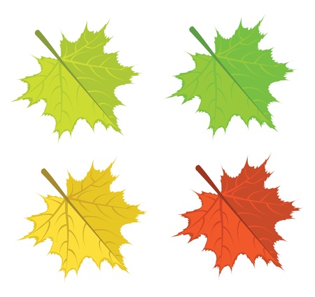 Set of colorful bright maple leaves on white background.のイラスト素材