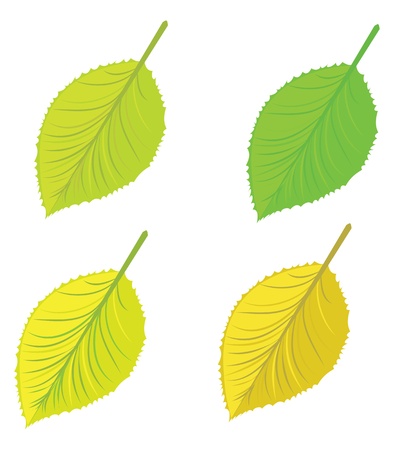 Set of colorful bright autumn leaves on white background.のイラスト素材