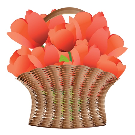 Illustration of beautiful red tulips in wood weaved basket.のイラスト素材
