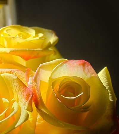 Close up of beautiful yellow roses in dark room background.の写真素材