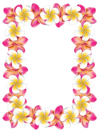 Floral frame made from white and pink plumeria, frangipani flowers.のイラスト素材