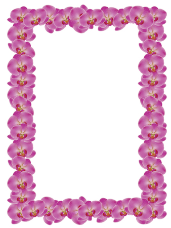 Illustration of pink orchid flower on white background.のイラスト素材