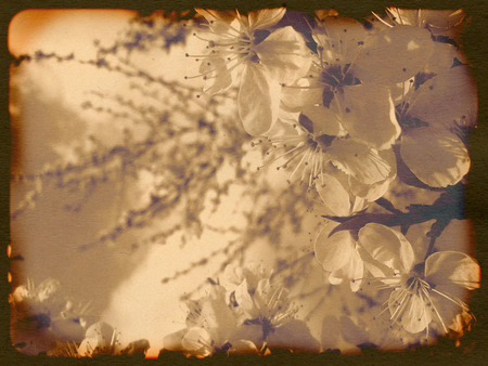 Vintage background with white plum blossoms, grunge effect.の写真素材