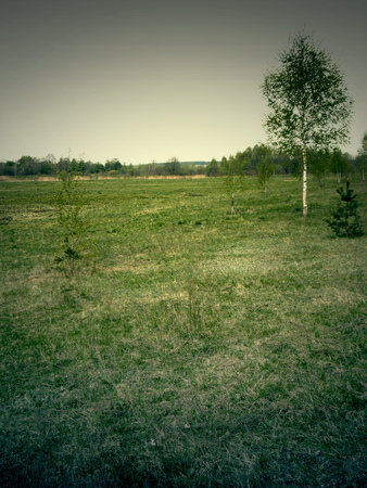Vintage picture of small birch tree on green grass field.の写真素材