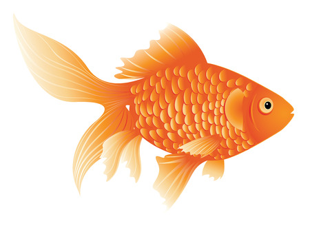 Cartoon colorful gold fish on white background.のイラスト素材