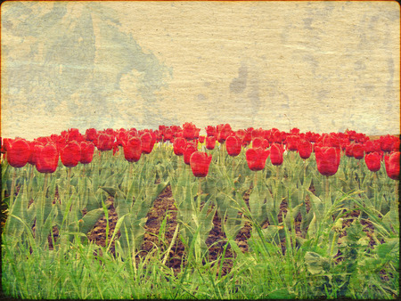 Textured old stained paper background with red tulips.の写真素材