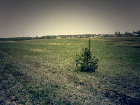 Dirt road in the pine forest, vintage photo effect.の写真素材