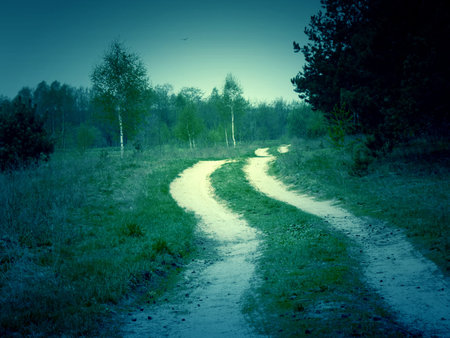 Dirt road in the pine forest, vintage photo effect.の写真素材