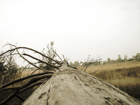 Retro stylized photo of pine woods, sepia toned background.の写真素材