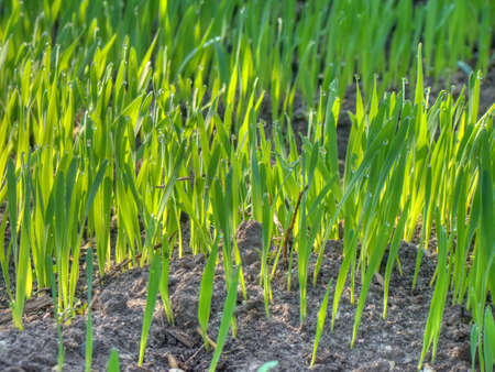 Background of dew drops on bright green grass in the morning.の写真素材